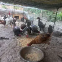 مرغ مولد بشرط تخم گذاری