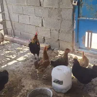 جوجه ۴ ماهه و مرغ خروس