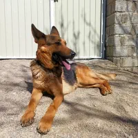 سگ ژرمن ماده بسیار باهوش
