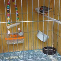 فروشی|پرنده|خمینی‌شهر, |دیوار