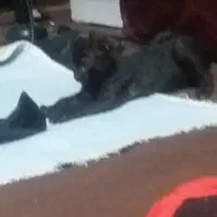 گربه