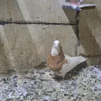 کبوتر کفتر