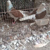 کبوتر تهرانی