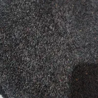 تخم شربتی