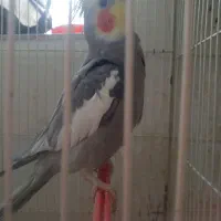 جفت عروس هلندی