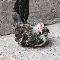 جفت جاپنیز ۳ ماهه