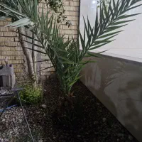 نخل|گل و گیاه طبیعی|شیراز, دباغ خانه|دیوار