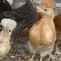 نیمچه تخمگذار