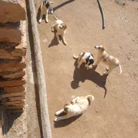 ۵تا توله سگ نژاد خراسانی