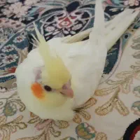 جوجه عروس پنجاه روزه