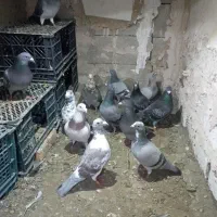 کبو