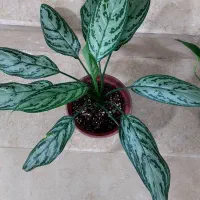 آگلونما وپتوس