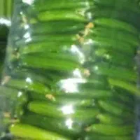 خیاربوته ای شوری