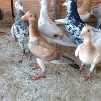 کبوتر سار