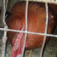 خروس خانگی