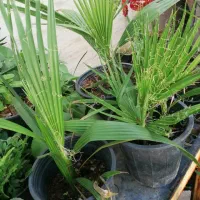 گل وگیاه طبیعی ارزان قیمت