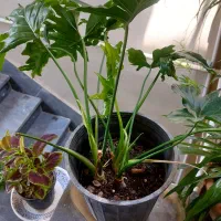 گل و گیاه