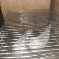 کفتر