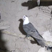 کلاغ ماده و دمسفید کاکلی