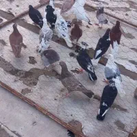 کبوتر برشی