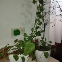 گل پتوس 3متر قدش هستش