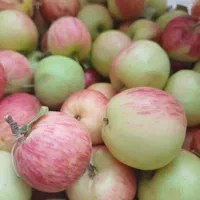 سیب قرمز