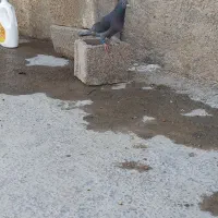 فروشی کبوتر  کفتر ماده پلاکی  زات هوش عالی