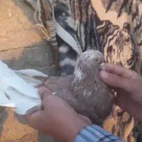 کبوتر قنار