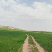 کاه گندم سیاه خانی