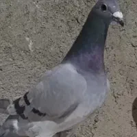 پلاکی