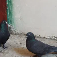 کبوتر پر