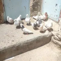 کفتر