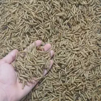 لارو مگس سرباز . میلورم