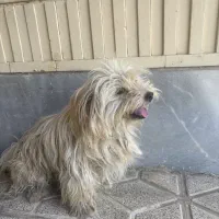 سگ گمشده
