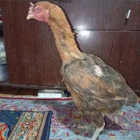 مرغ لاری اصیل