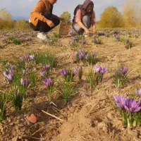 پیاز زعفران مشگین شهر