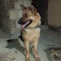 واگذاری سگ ژرمن ماده