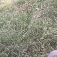 یونجه تازه با علف گل کرده