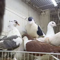 کفتر پرشی جوون دانه 120