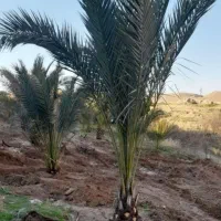 نخل خرما تضمینی .فروش خرده وعمده