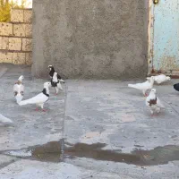 کبوتر طوقی