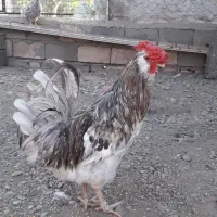 خروس طوسی چهل تاچ گلین بدون پر غلط