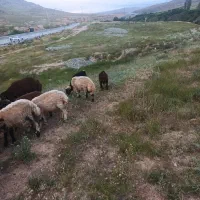 بز  چهار ماده یدونه نر