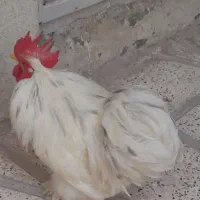 خروس کوشین