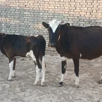 گاو