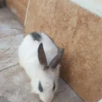 خرگوش