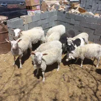 فروش گوسفند فرانسوی