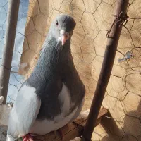کفتر