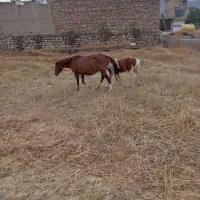 اسب گم شده