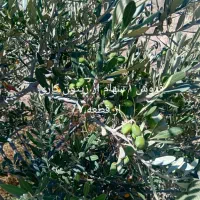 فروش-سهام-زیتون-کاری-و-فروش-زمین-مسکونی